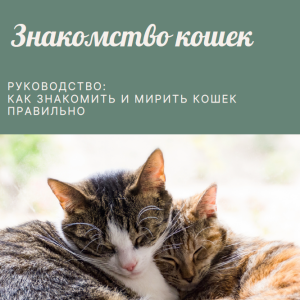 Знакомство и примирение кошек