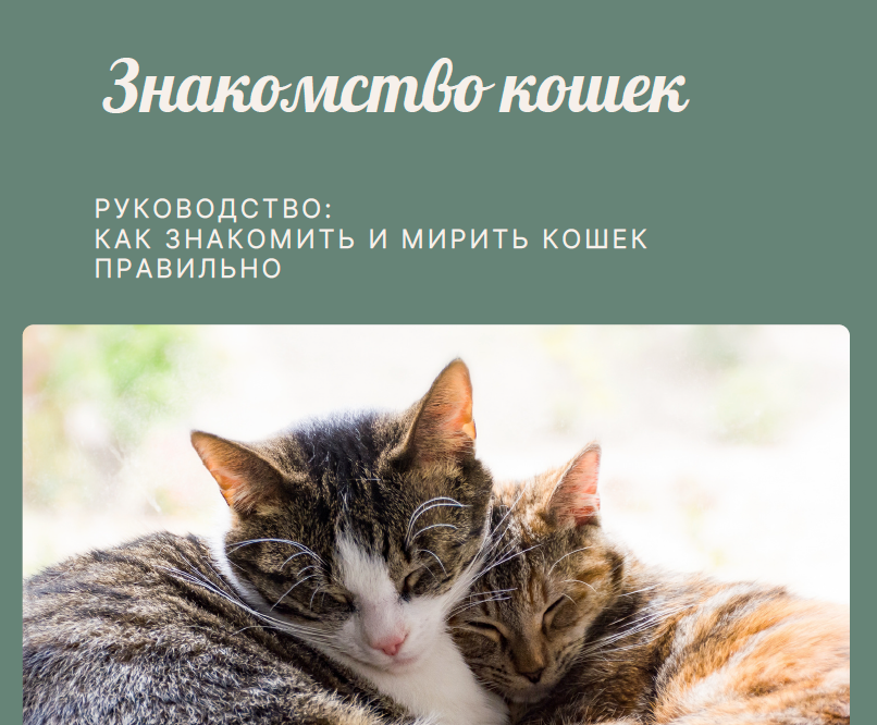 Знакомство и примирение кошек