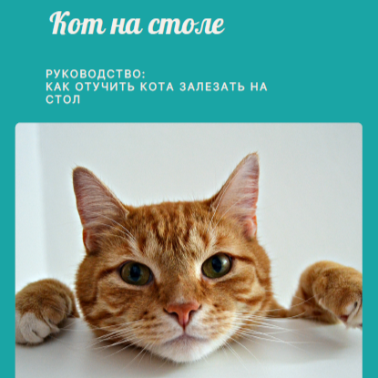 Кот на столе